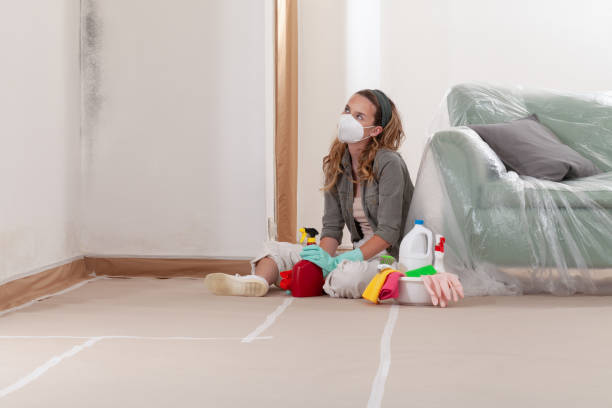 Reliable Basement Mold Removal contractor in Chelsea, MI by Cheap Mold Removal