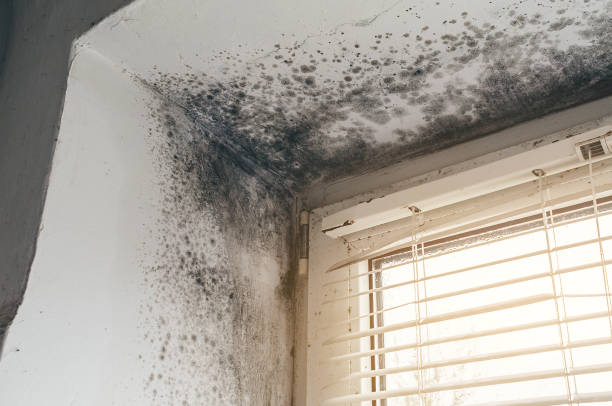 Trusted Attic Mold Removal service in Chelsea, MI - Cheap Mold Removal